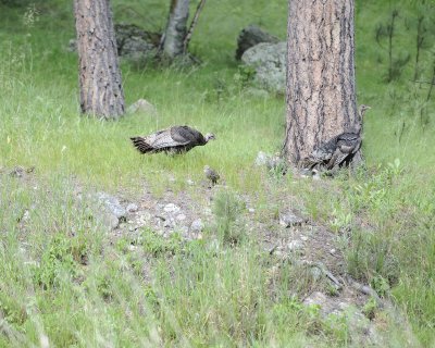 Turkey, Hens & Chicks-070111-Custer State Park, SD-#0508.jpg