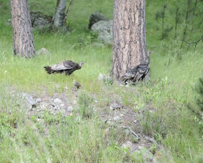 Turkey, Hens & Chicks-070111-Custer State Park, SD-#0512.jpg