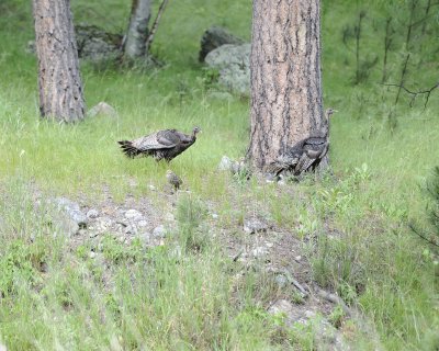 Turkey, Hens & Chicks-070111-Custer State Park, SD-#0515.jpg