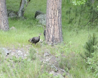 Turkey, Hens & Chicks-070111-Custer State Park, SD-#0556.jpg