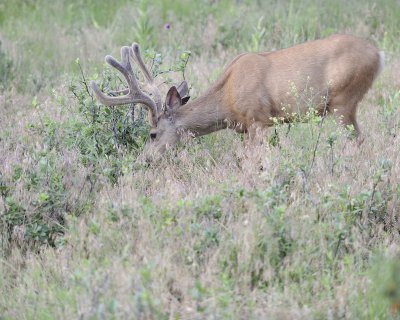 Deer. Mule, Buck, in velvet-072011-Lookout Mountain, CO-#0064.jpg