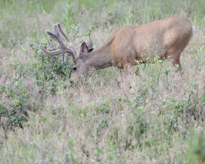 Deer. Mule, Buck, in velvet-072011-Lookout Mountain, CO-#0066.jpg