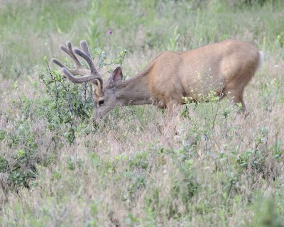 Deer. Mule, Buck, in velvet-072011-Lookout Mountain, CO-#0076.jpg