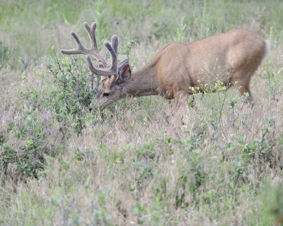 Deer. Mule, Buck, in velvet-072011-Lookout Mountain, CO-#0082.jpg