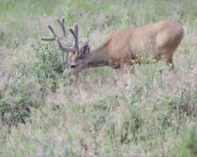 Deer. Mule, Buck, in velvet-072011-Lookout Mountain, CO-#0085.jpg