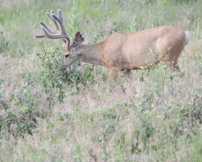 Deer. Mule, Buck, in velvet-072011-Lookout Mountain, CO-#0116.jpg