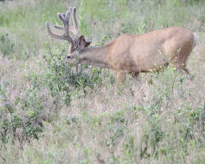 Deer. Mule, Buck, in velvet-072011-Lookout Mountain, CO-#0119.jpg