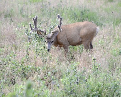 Deer. Mule, Buck, in velvet-072011-Lookout Mountain, CO-#0185.jpg