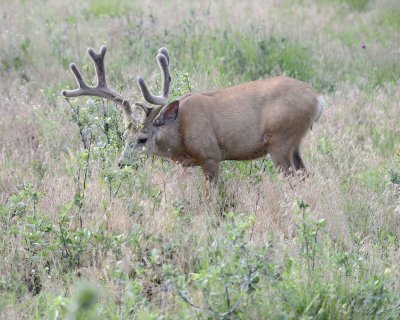 Deer. Mule, Buck, in velvet-072011-Lookout Mountain, CO-#0194.jpg