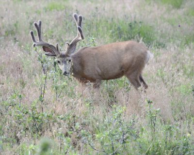 Deer. Mule, Buck, in velvet-072011-Lookout Mountain, CO-#0199.jpg