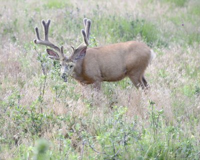 Deer. Mule, Buck, in velvet-072011-Lookout Mountain, CO-#0210.jpg