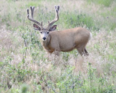 Deer. Mule, Buck, in velvet-072011-Lookout Mountain, CO-#0219.jpg