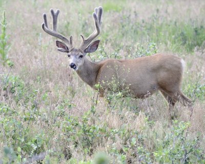 Deer. Mule, Buck, in velvet-072011-Lookout Mountain, CO-#0243.jpg