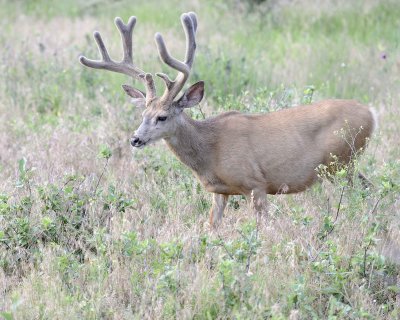 Deer. Mule, Buck, in velvet-072011-Lookout Mountain, CO-#0244.jpg