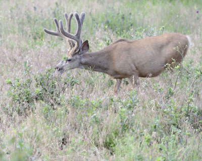 Deer. Mule, Buck, in velvet-072011-Lookout Mountain, CO-#0245.jpg