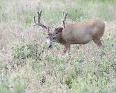 Deer. Mule, Buck, in velvet-072011-Lookout Mountain, CO-#0272.jpg