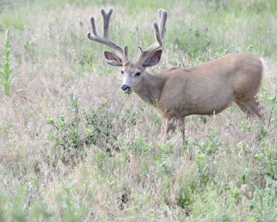 Deer. Mule, Buck, in velvet-072011-Lookout Mountain, CO-#0284.jpg