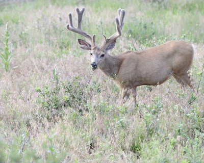 Deer. Mule, Buck, in velvet-072011-Lookout Mountain, CO-#0287.jpg