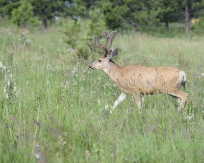 Deer. Mule, Buck, in velvet-072011-Lookout Mountain, CO-#0323.jpg