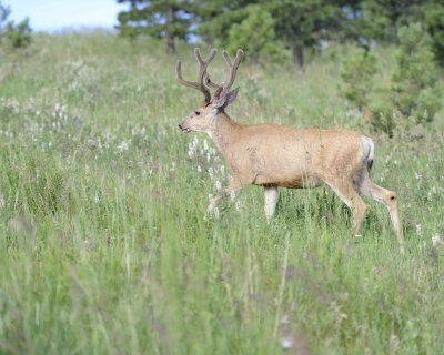 Deer. Mule, Buck, in velvet-072011-Lookout Mountain, CO-#0328.jpg