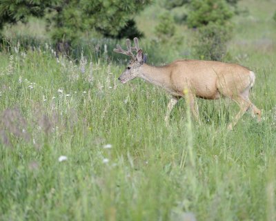 Deer. Mule, Buck, in velvet-072011-Lookout Mountain, CO-#0332.jpg
