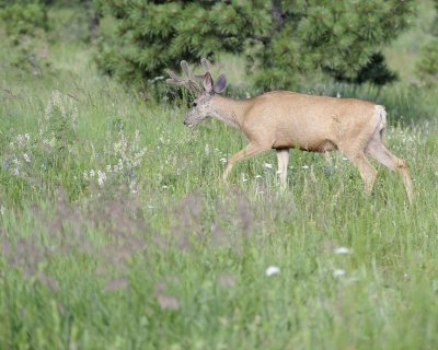 Deer. Mule, Buck, in velvet-072011-Lookout Mountain, CO-#0339.jpg