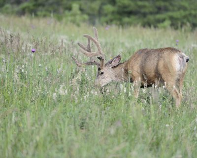 Deer. Mule, Buck, in velvet-072011-Lookout Mountain, CO-#0387.jpg