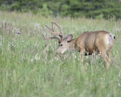 Deer. Mule, Buck, in velvet-072011-Lookout Mountain, CO-#0392.jpg