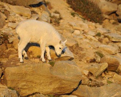 Goat, Mountain, Kid-082411-Mt Evans, CO-#0018.jpg