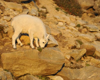 Goat, Mountain, Kid-082411-Mt Evans, CO-#0028.jpg