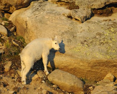 Goat, Mountain, Kid-082411-Mt Evans, CO-#0058.jpg