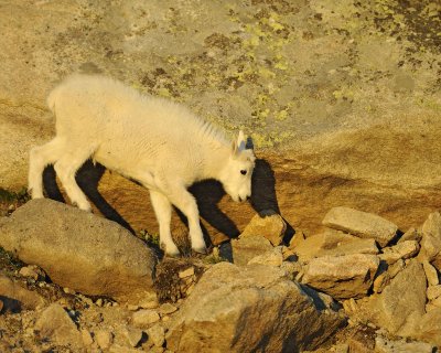 Goat, Mountain, Kid-082411-Mt Evans, CO-#0098.jpg