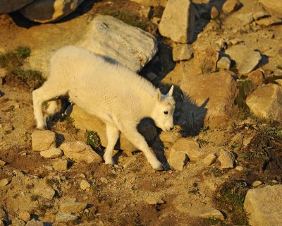 Goat, Mountain, Kid-082411-Mt Evans, CO-#0141.jpg