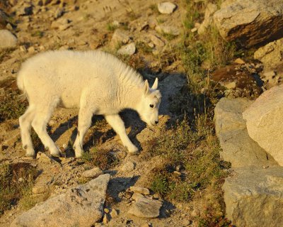 Goat, Mountain, Kid-082411-Mt Evans, CO-#0150.jpg