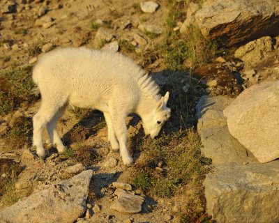 Goat, Mountain, Kid-082411-Mt Evans, CO-#0157.jpg