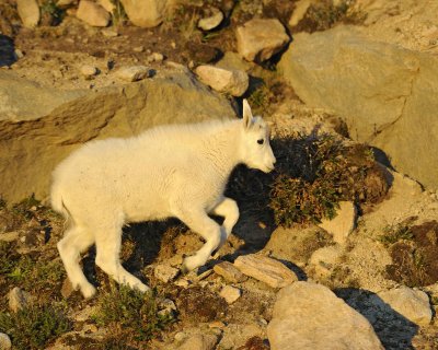 Goat, Mountain, Kid-082411-Mt Evans, CO-#0160.jpg