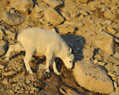 Goat, Mountain, Kid-082411-Mt Evans, CO-#0211.jpg