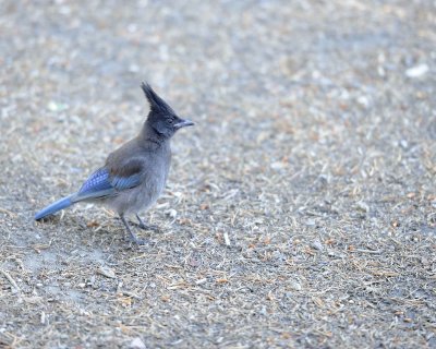 Gallery of Steller's Jay