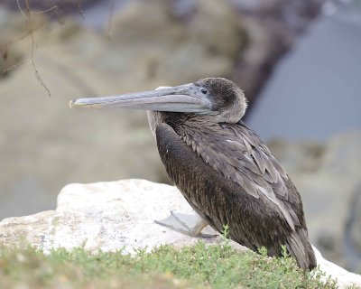 Gallery of Brown Pelican