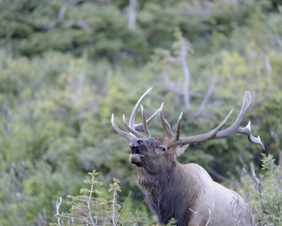 Elk, Bull, Bugling-092311-Trail Ridge Road, RMNP, CO-#0080.jpg