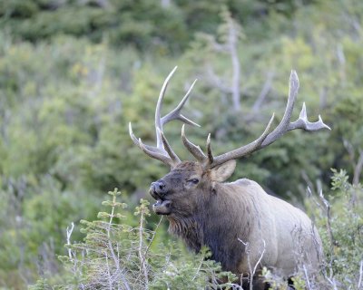 Elk, Bull, Bugling-092311-Trail Ridge Road, RMNP, CO-#0034.jpg