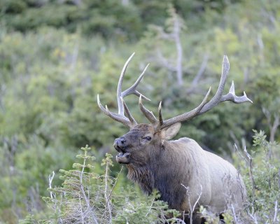 Elk, Bull, Bugling-092311-Trail Ridge Road, RMNP, CO-#0035.jpg
