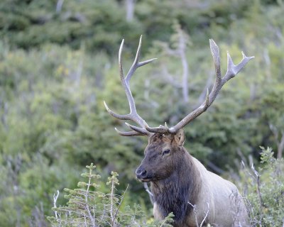 Elk, Bull-092311-Trail Ridge Road, RMNP, CO-#0060.jpg