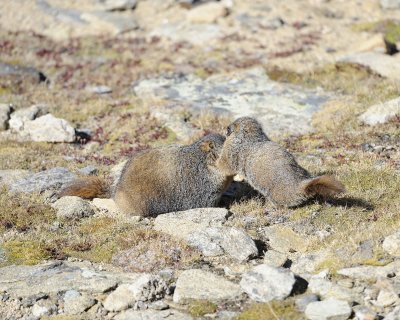Marmot, Yellow-Bellied, 2-092311-Trail Ridge Road, RMNP, CO-#0191.jpg