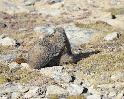 Marmot, Yellow-Bellied, 2-092311-Trail Ridge Road, RMNP, CO-#0193.jpg