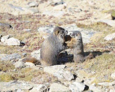 Marmot, Yellow-Bellied, 2-092311-Trail Ridge Road, RMNP, CO-#0196.jpg