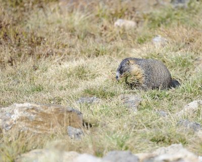Marmot, Yellow-Bellied, gathering grass-092311-Trail Ridge Road, RMNP, CO-#0365.jpg