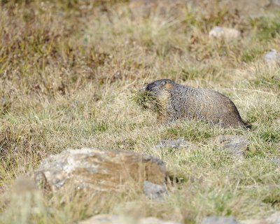 Marmot, Yellow-Bellied, gathering grass-092311-Trail Ridge Road, RMNP, CO-#0383.jpg