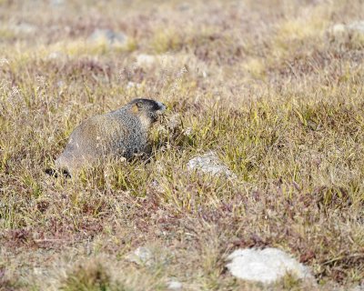 Marmot, Yellow-Bellied, gathering grass-092311-Trail Ridge Road, RMNP, CO-#0492.jpg
