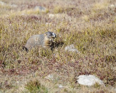 Marmot, Yellow-Bellied, gathering grass-092311-Trail Ridge Road, RMNP, CO-#0496.jpg
